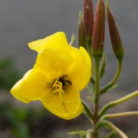 Large-flowered Evening-primrose
